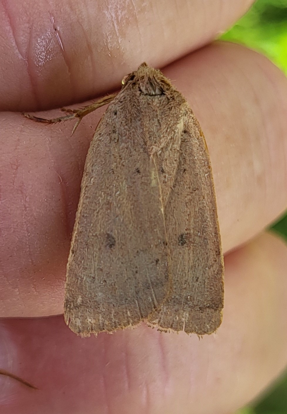 Photo of Lesser Yellow Underwing (Noctua comes)
